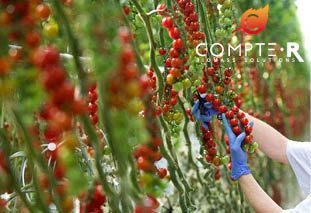 SERRES MIKULSCY INVESTISSENT DANS UNE CHAUDIÈRE BIOMASSE