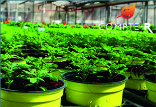 HORTICULTEURS POLONAIS S’ÉQUIPENT DE CHAUDIÈRES BIOMASSE